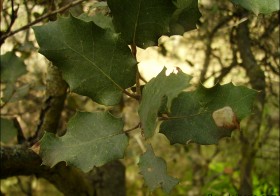 “Quercus ilex” (Encina, carrasca, chaparra)